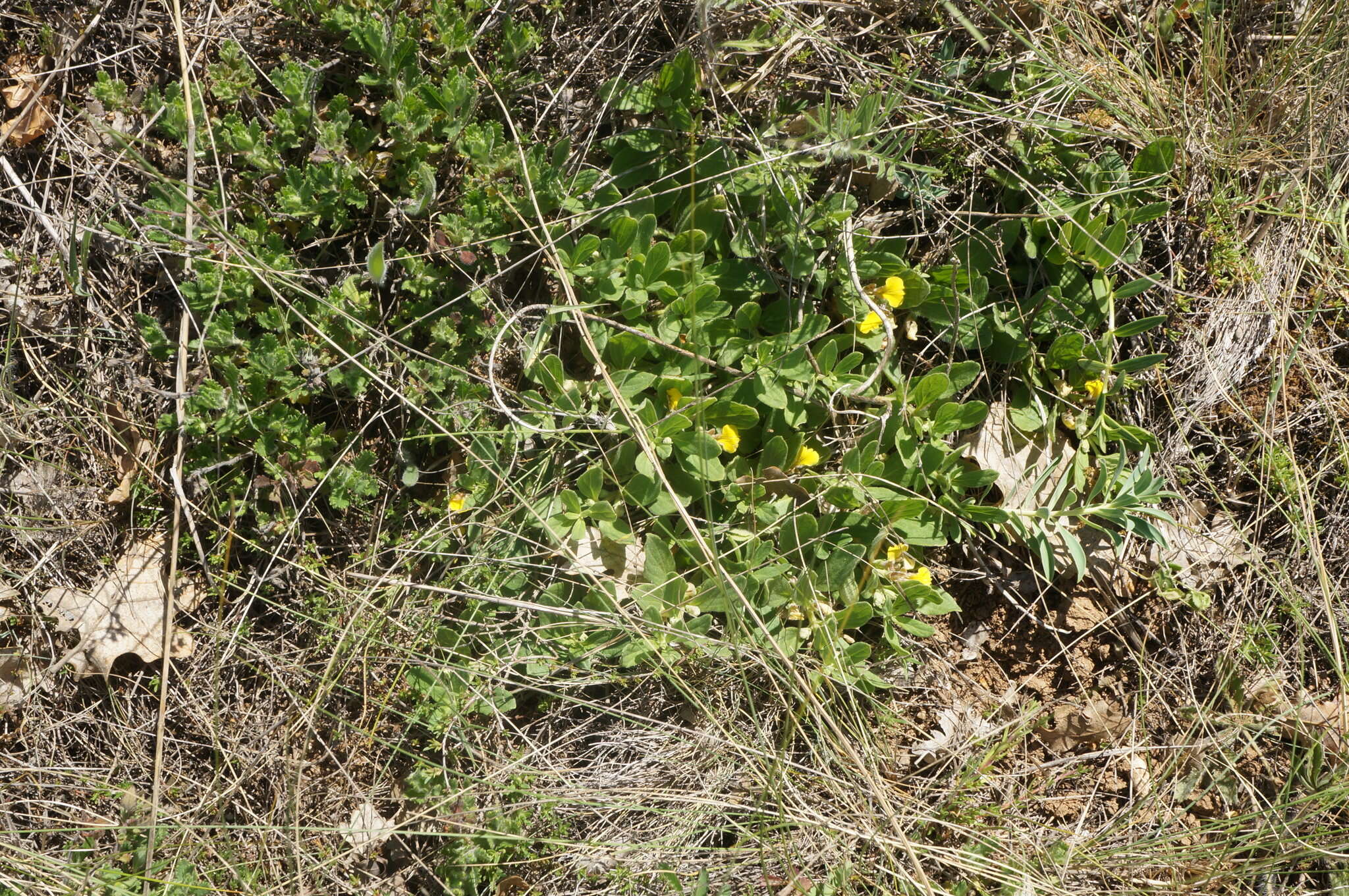 Image of Ajuga salicifolia (L.) Schreb.