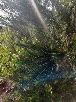 Image of Melaleuca armillaris subsp. armillaris