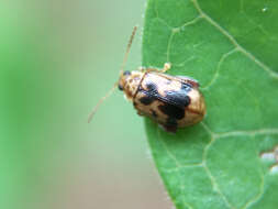 Image of Capraita sexmaculata (Illiger 1807)