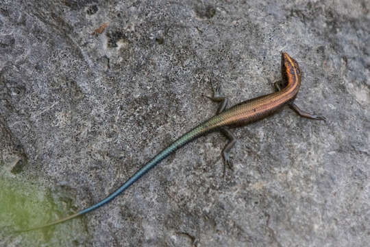 Image of Copper-tailed Skink