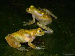 Image of Hyalinobatrachium aureoguttatum (Barrera-Rodriguez & Ruiz-Carranza 1989)