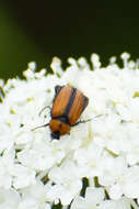 Image of Phyllotocus scutellaris MacLeay 1864