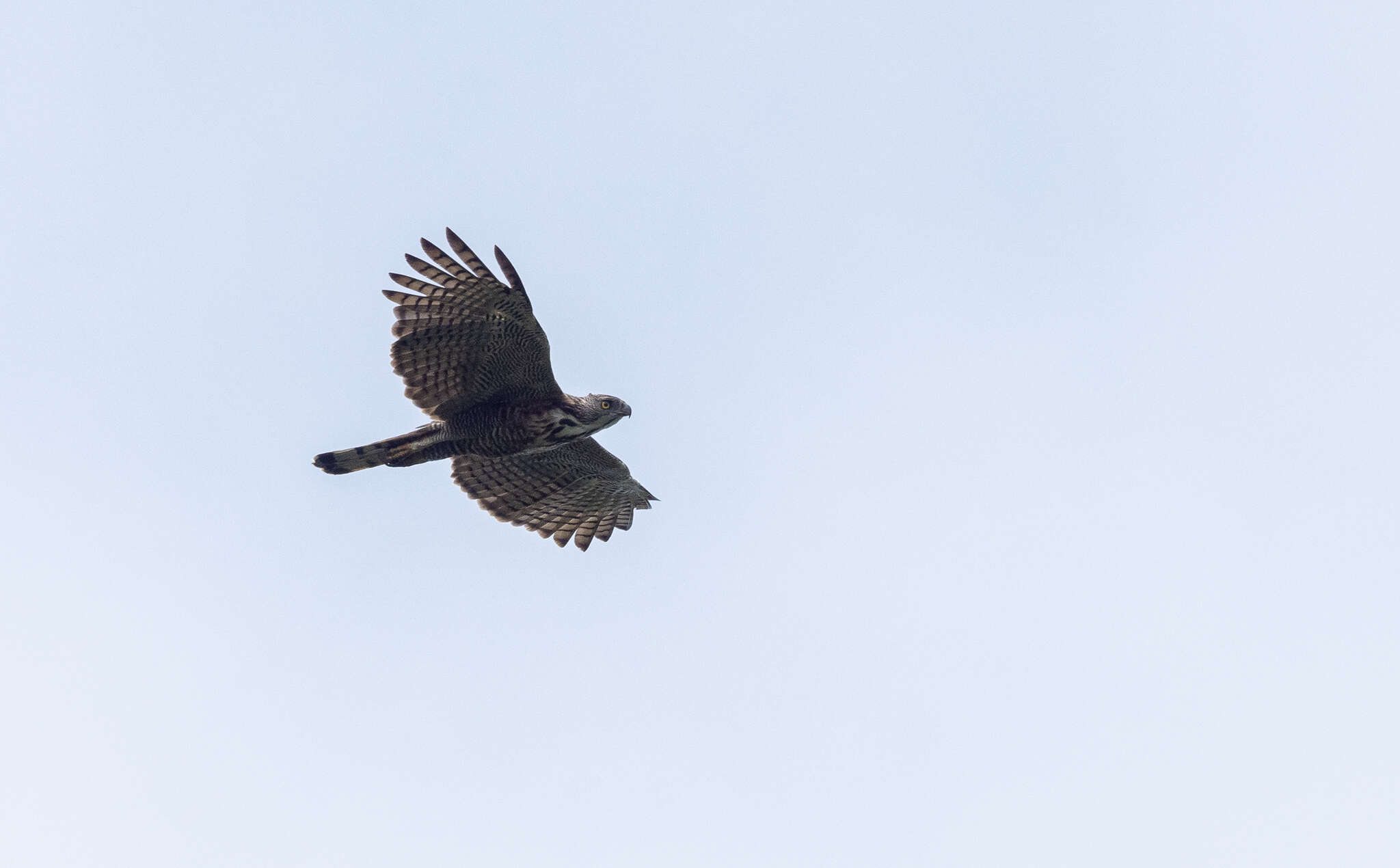 Nisaetus pinskeri (Preleuthner & Gamauf 1998) resmi