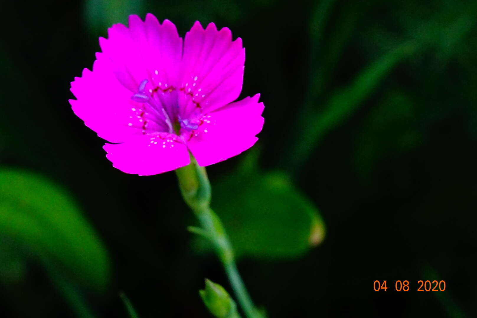 صورة Dianthus deltoides subsp. deltoides