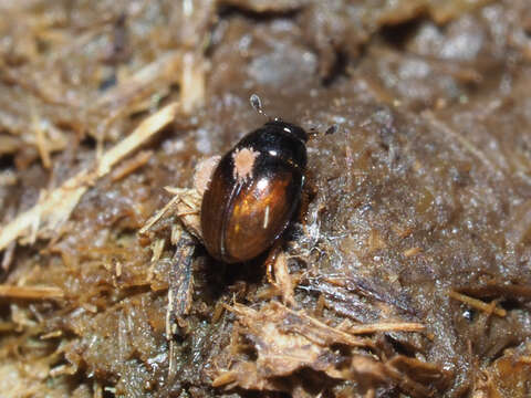 صورة Cercyon (Cercyon) melanocephalus (Linnaeus 1758)