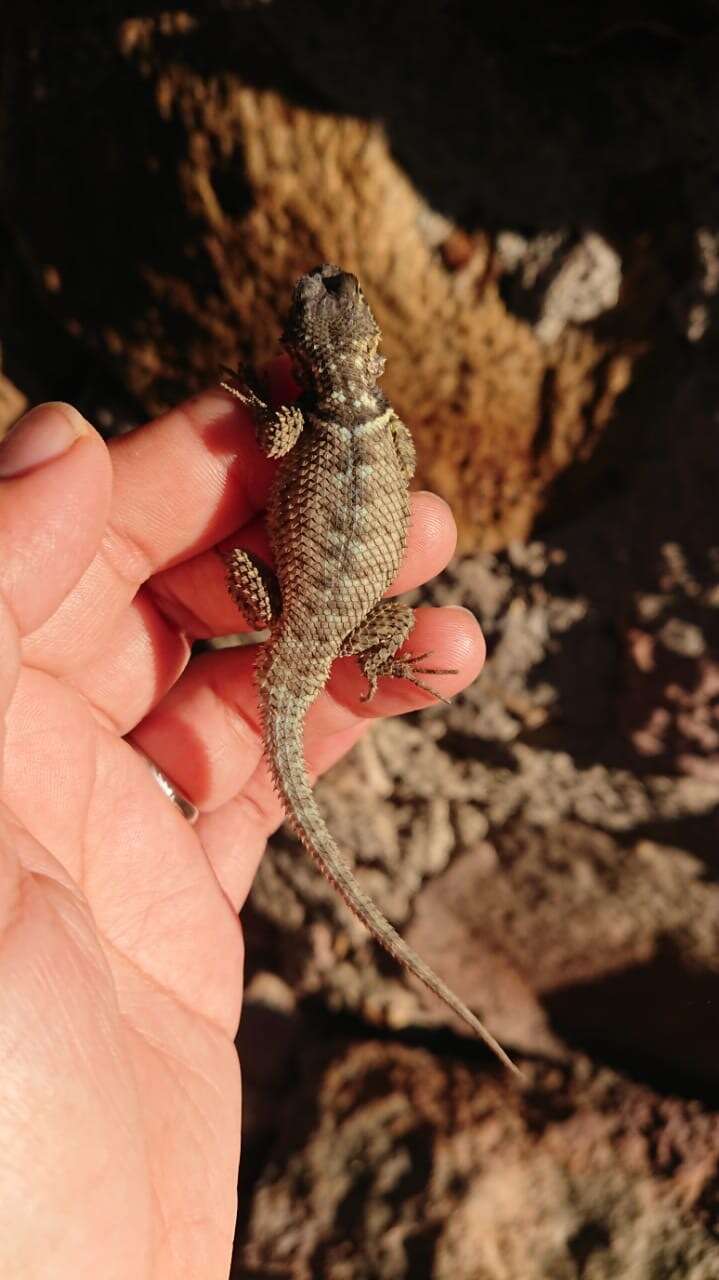 Sivun Sceloporus dugesii Bocourt 1873 kuva