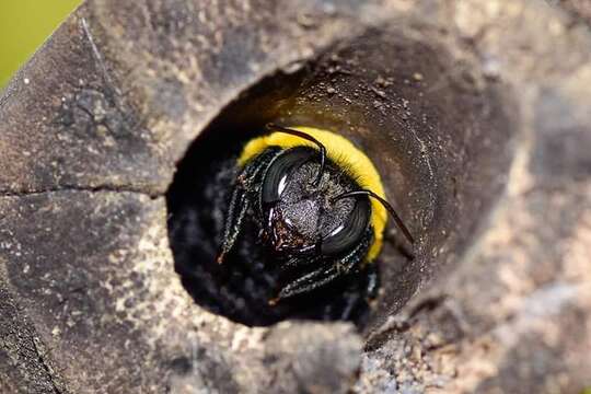 Image of Xylocopa minor Maidl 1912