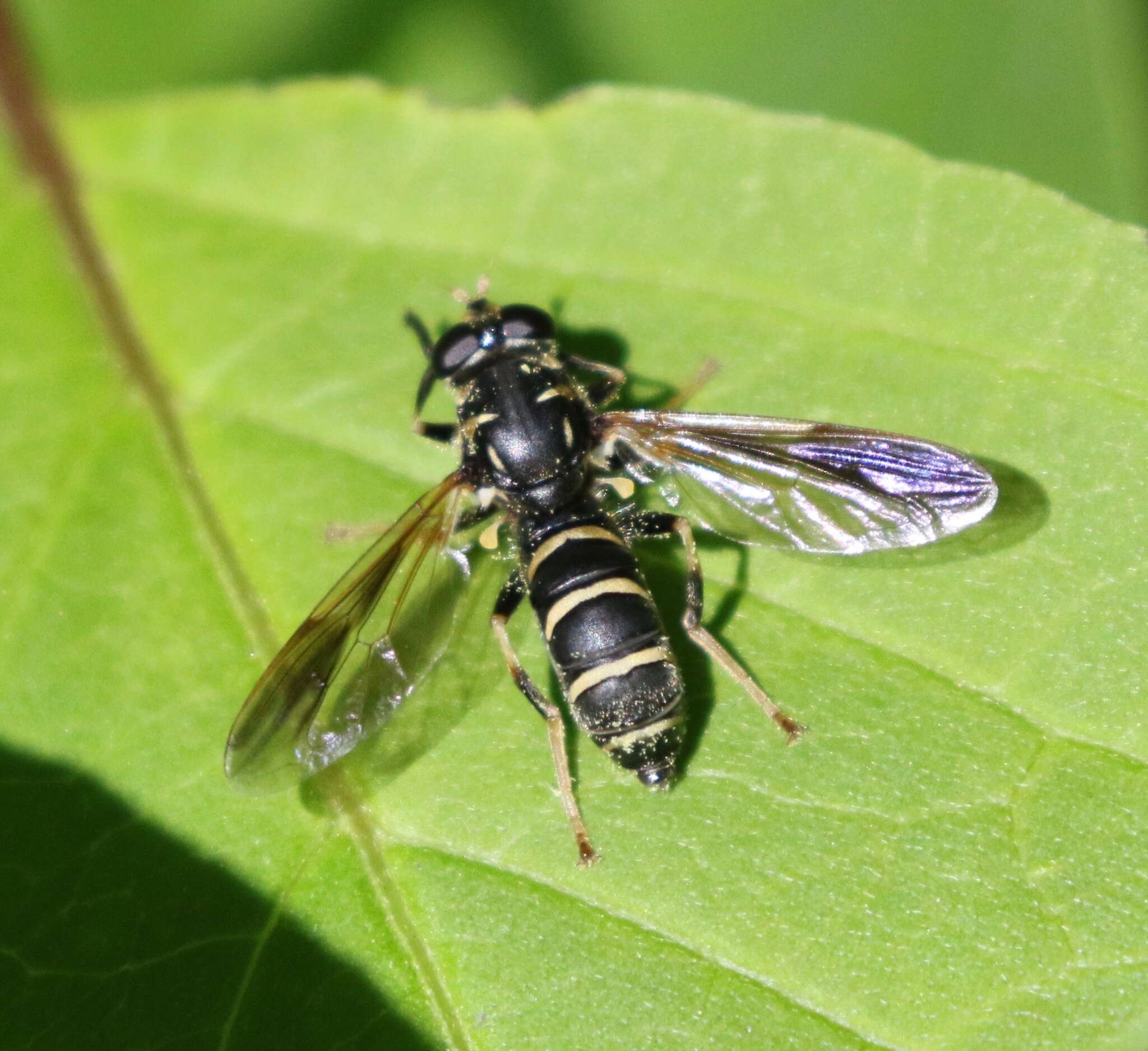 Temnostoma balyras (Walker 1849) resmi