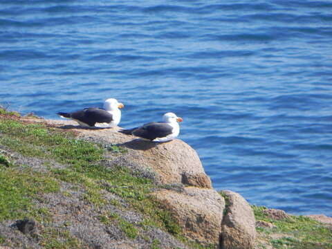 Image of Pacific Gull