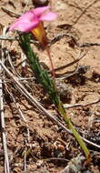 Image of Oxalis confertifolia (Kuntze) Knuth