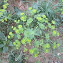 Image of Euphorbia medicaginea Boiss.