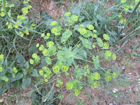 Слика од Euphorbia medicaginea Boiss.