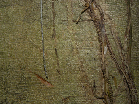 Sivun <i>Aspidosperma megalocarpon</i> Müll. Arg. kuva