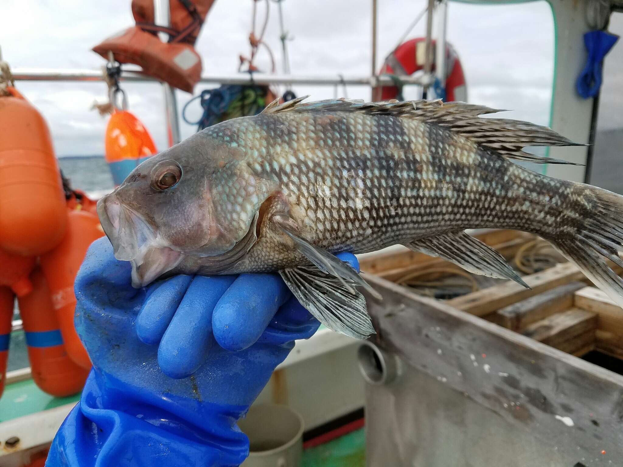 Image of Black Sea Bass