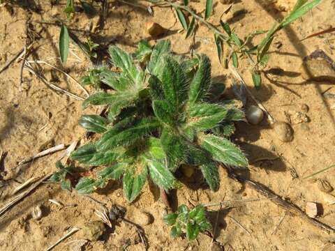 Image of woolly cottonflower