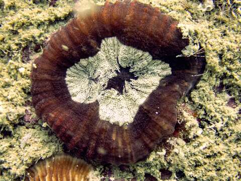 Image of Large single polyp coral