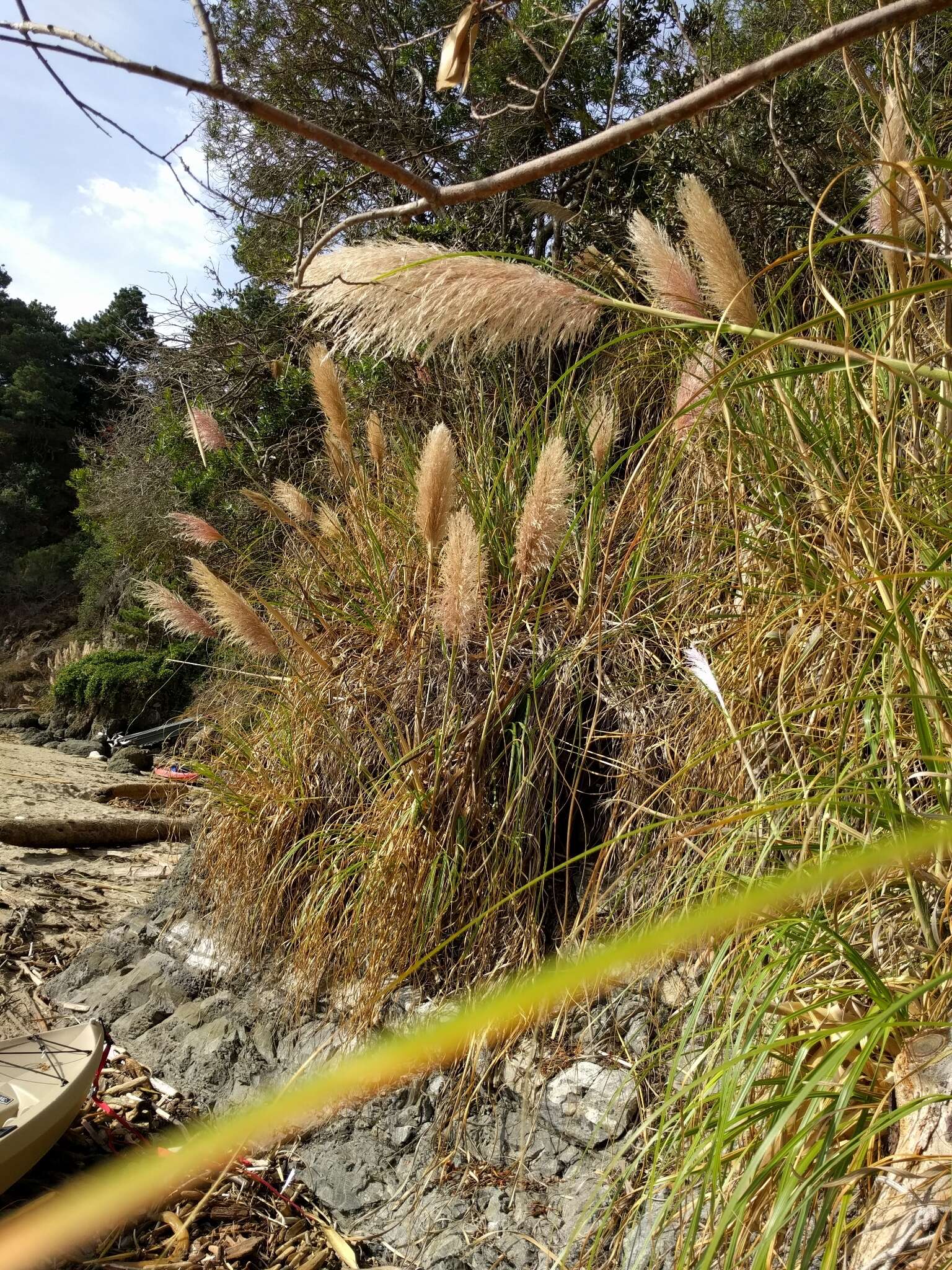 Image of purple pampas grass