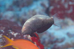 Image of Black leopard wrasse