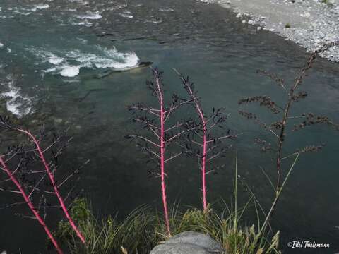 Image of Puya coerulea Lindl.