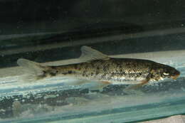 Image of Leopard Dace