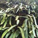 Image of Pyrrosia linearifolia (Hook.) Ching