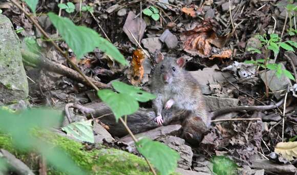 Image of Oriental House Rat