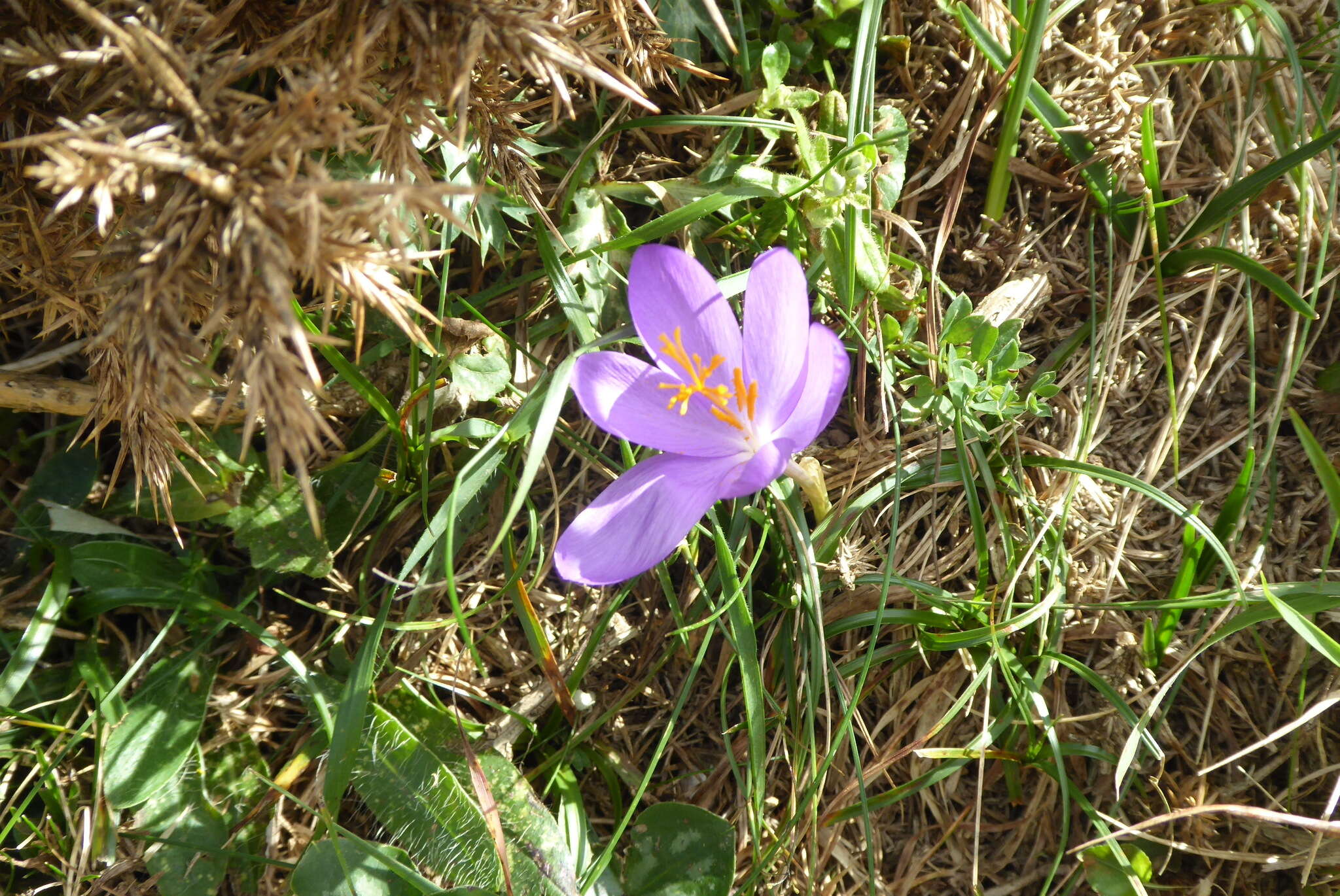 Crocus nudiflorus Sm. resmi