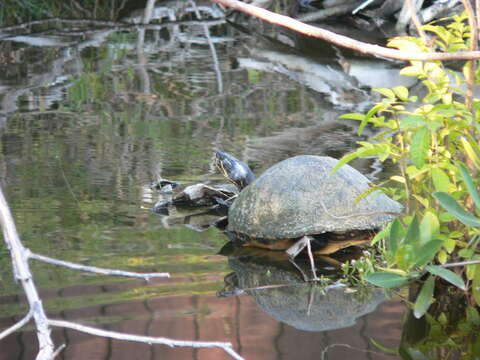 Image of Florida Red-bellied Cooter