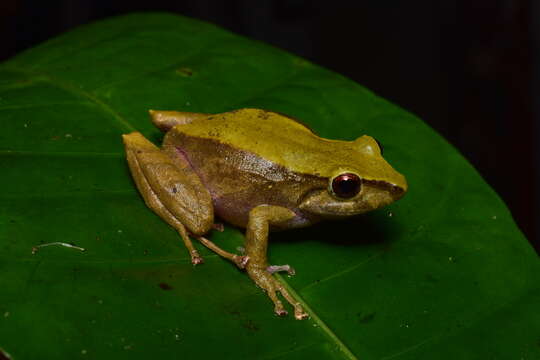 Image de Pristimantis erythropleura (Boulenger 1896)