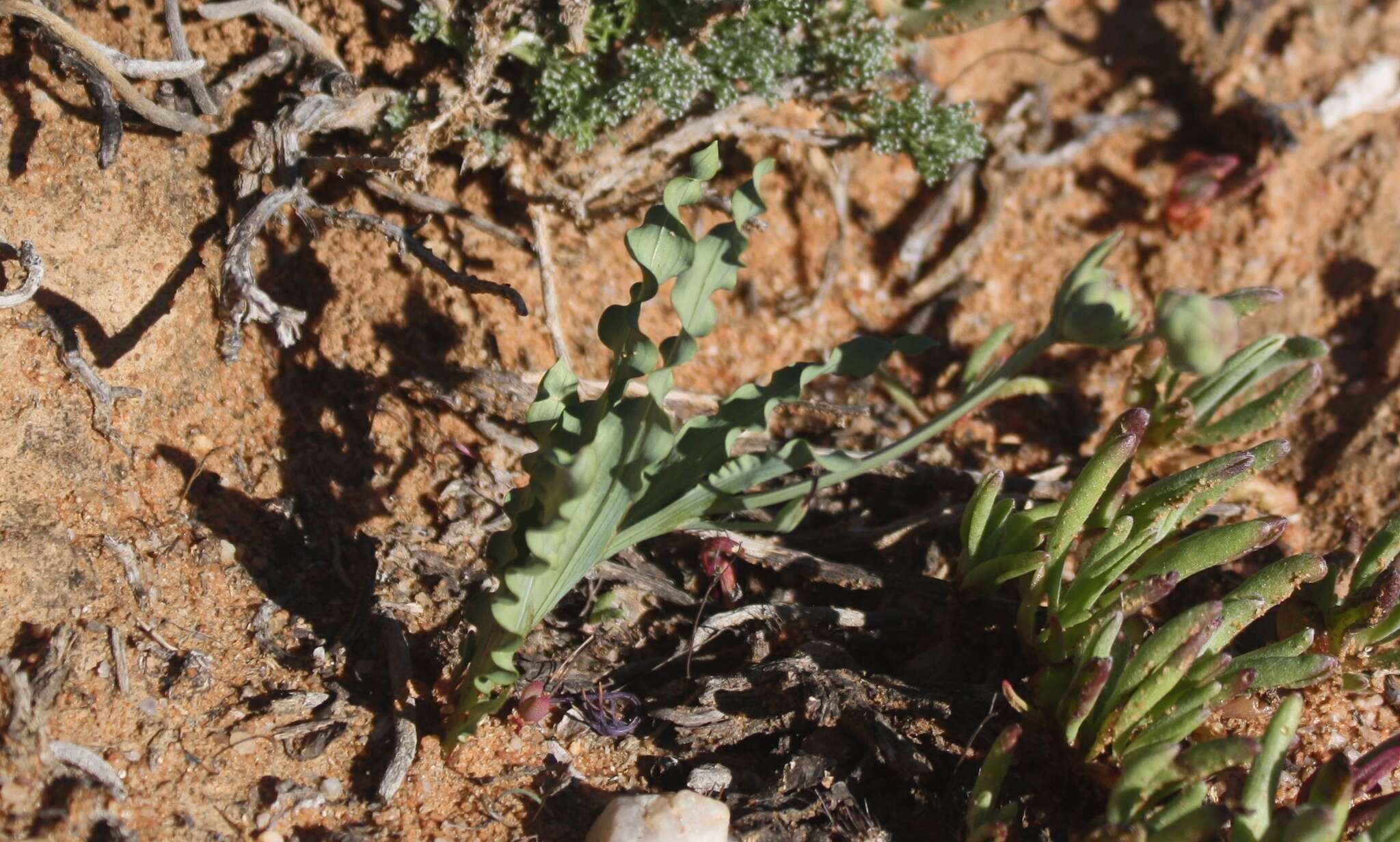 Image of Freesia viridis (Aiton) Goldblatt & J. C. Manning