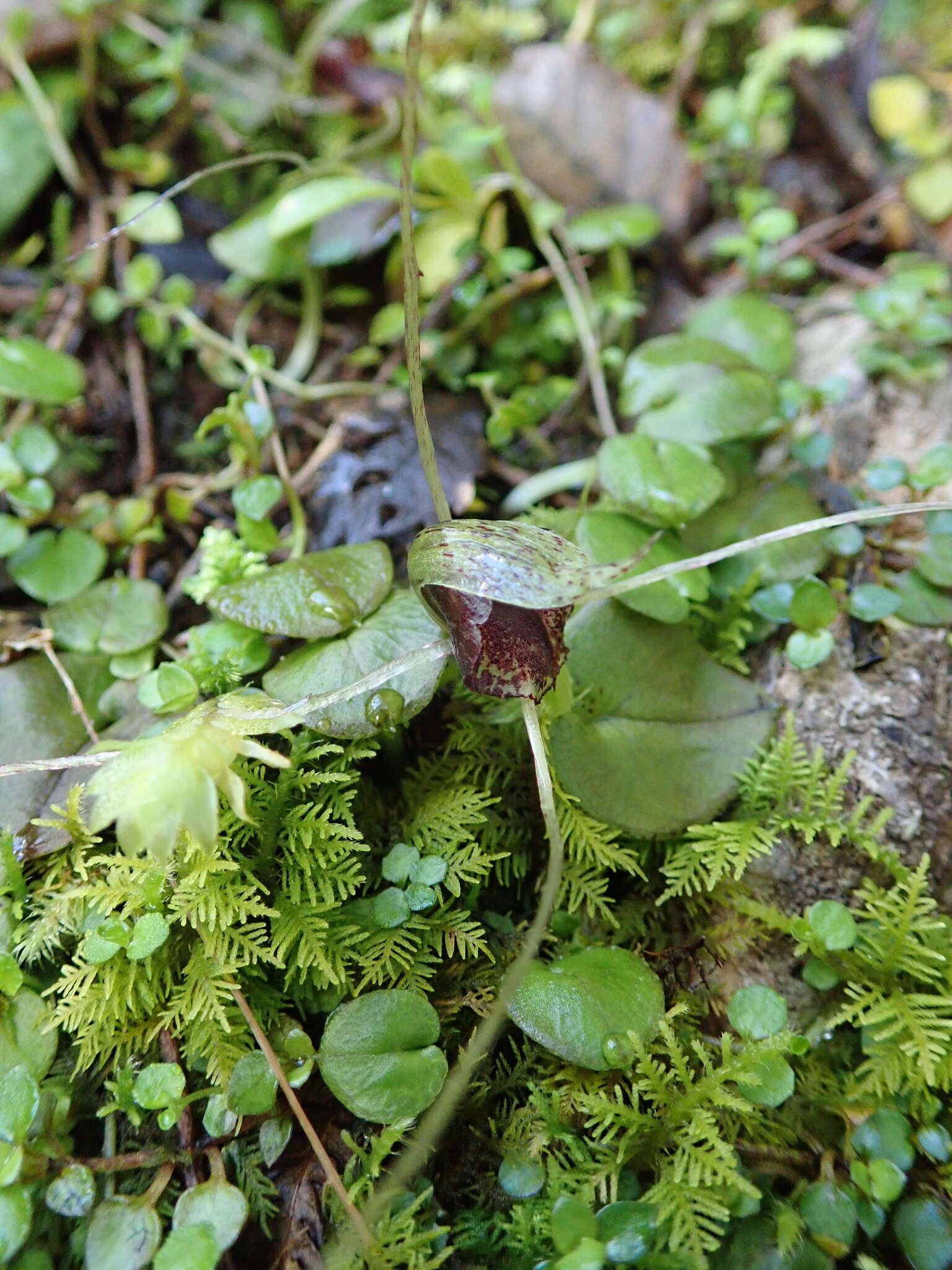 Image of Big red spider orchid