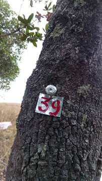 Image of Tapia tree