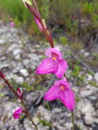 Image of Disa racemosa L. fil.