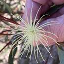 Image of Eucalyptus tenera L. A. S. Johnson & K. D. Hill
