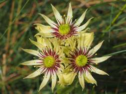 Image of Sempervivum grandiflorum Haw.