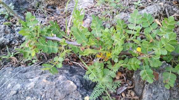 Image of Bursera esparzae Rzed., Calderón & Medina