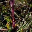 Imagem de Silene thysanodes Fenzl