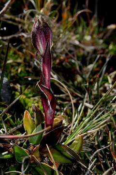 Image of Silene thysanodes Fenzl