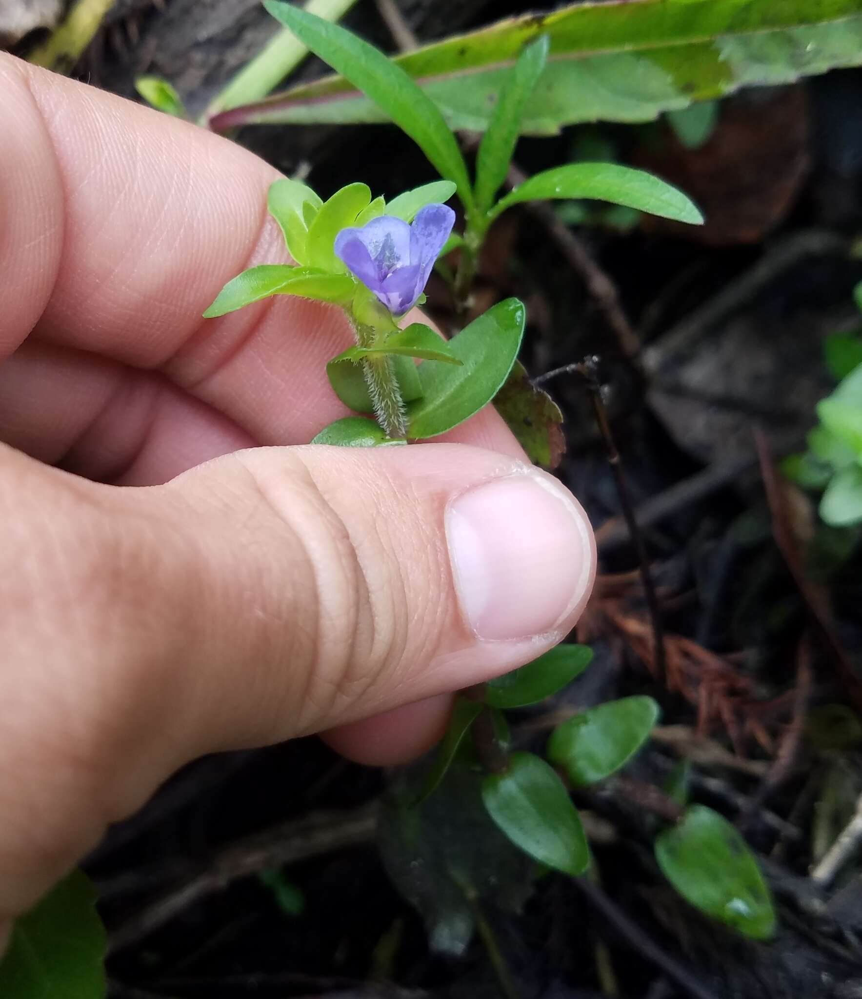 Image of blue waterhyssop