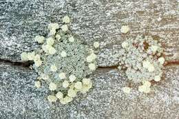 Image of cushion buckwheat