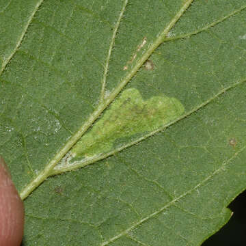 Image of Phyllonorycter celtisella (Chambers 1871)