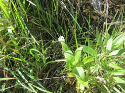 Image of Myosotis australis subsp. australis