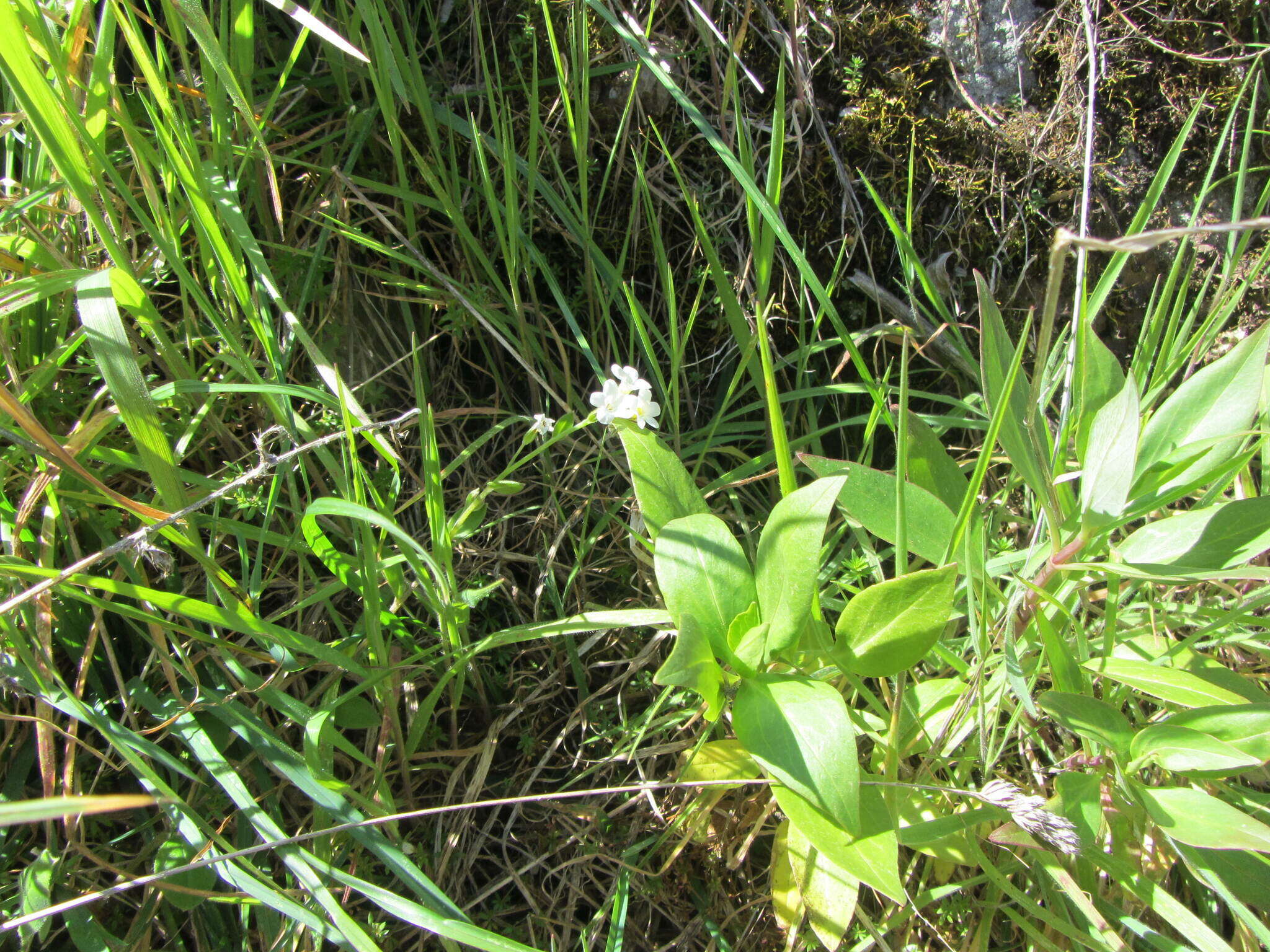 Image of Myosotis australis subsp. australis