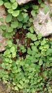 Adiantum capillus-junonis Rupr.的圖片