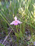 Image of snakemouth orchid