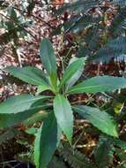 Image de Scaevola kilaueae Degener