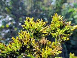 Image of yellow crownbeard