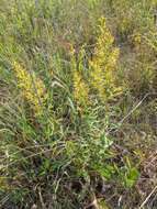 Image of showy goldenrod