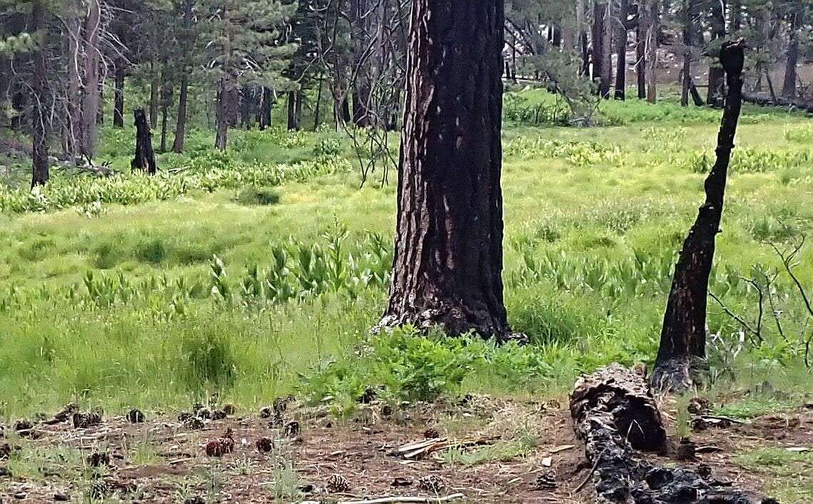 صورة Veratrum californicum var. californicum