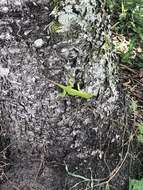 Anolis parvauritus (Williams 1966)的圖片